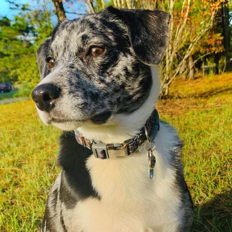 29 Adorable Border Collie mixes that will steal your heart