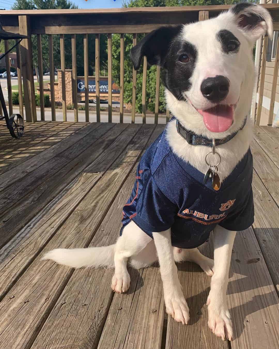 29 Adorable Border Collie mixes that will steal your heart