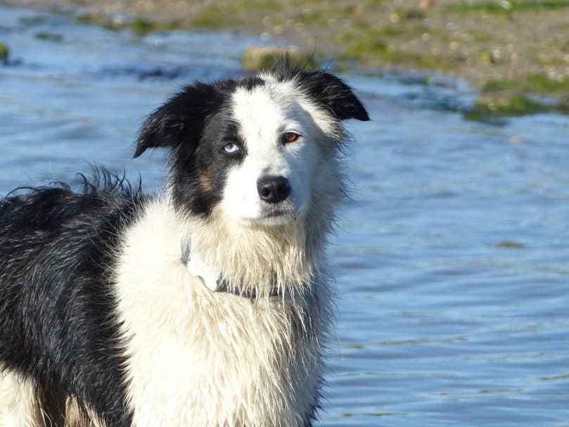 Border Collie Dog Breed Information BorderCollieHealth