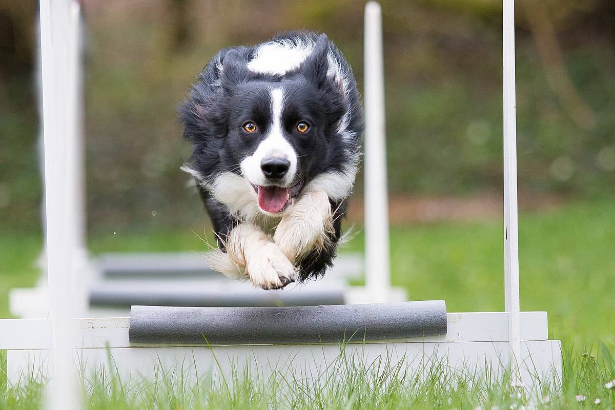 Border Collie Dog Breed Information BorderCollieHealth