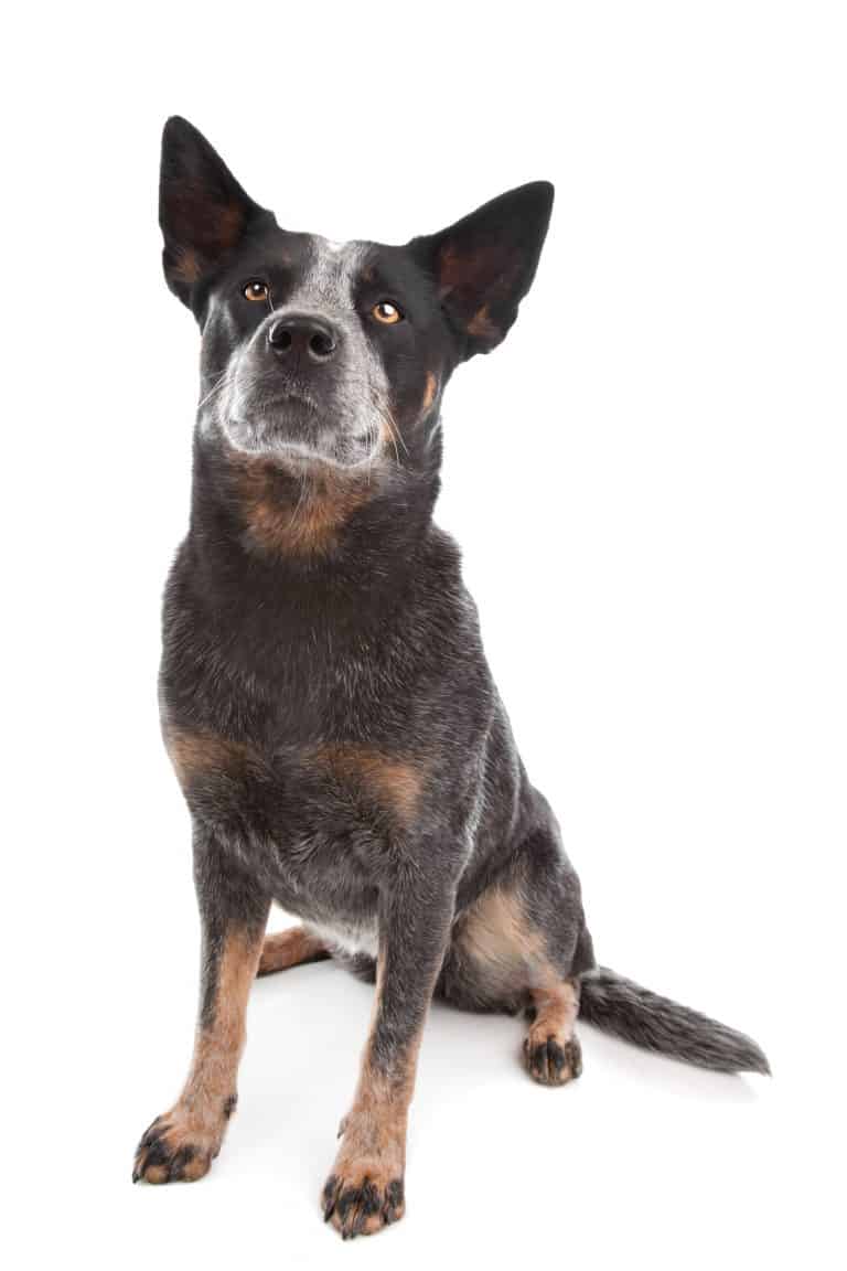 Blue Heeler Border Collie mix What you need to know BorderCollieHealth