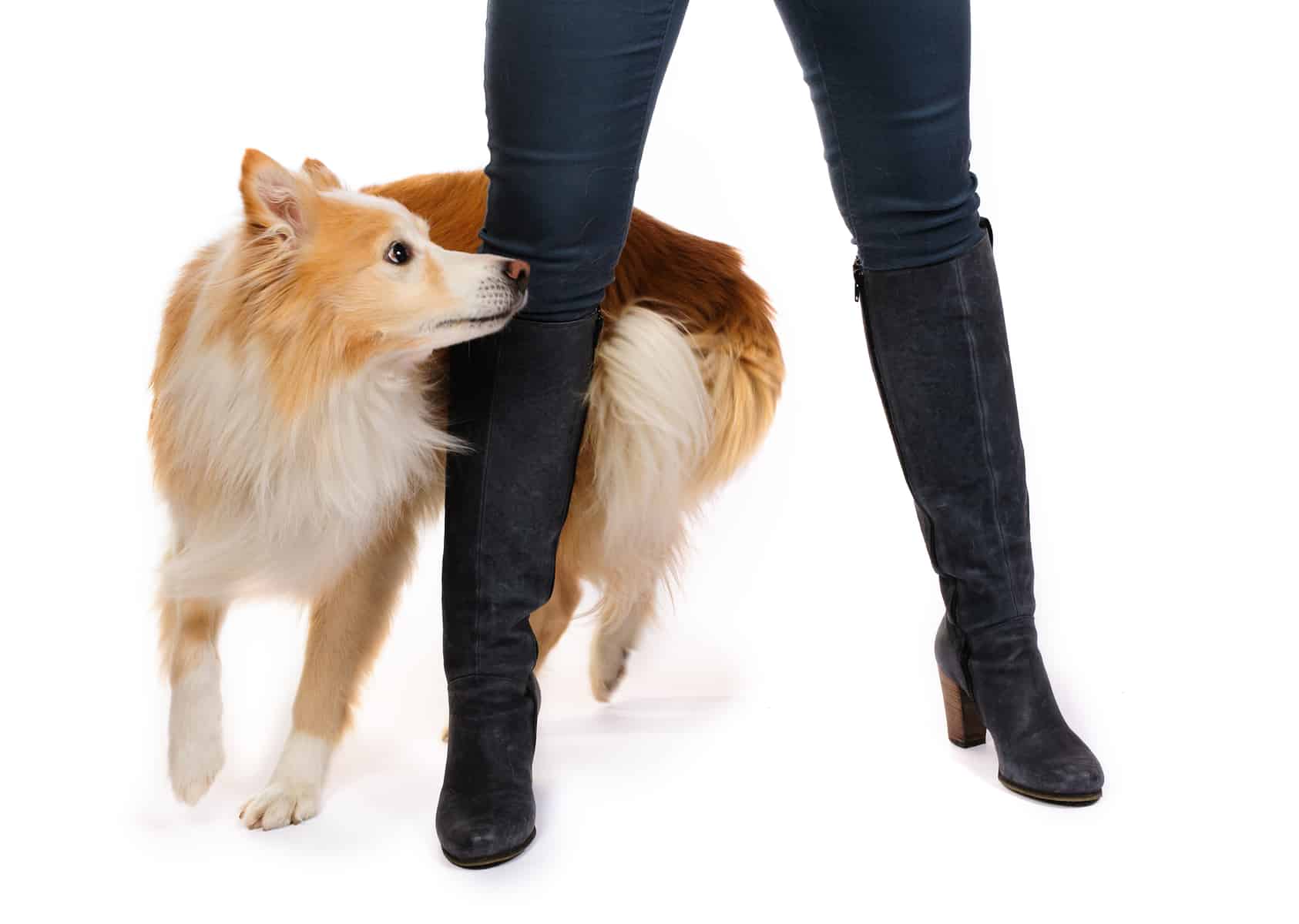 Border Collie's Weight and Growth Chart Guide