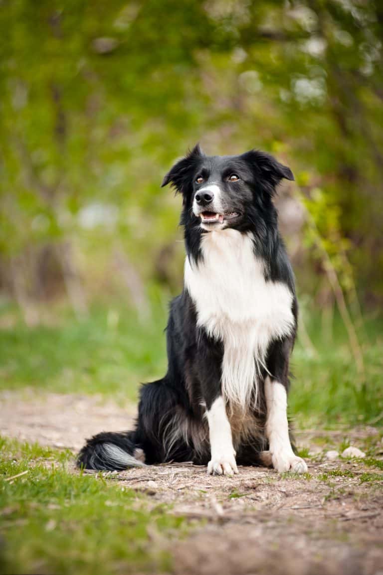 Facts you need to know about the Border Collie Golden Retriever mix