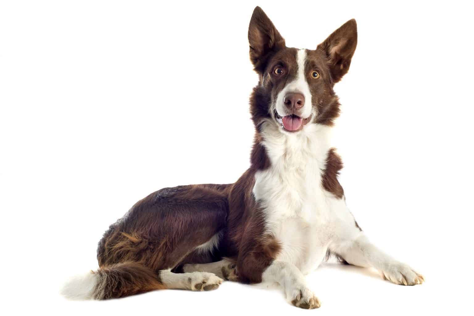 Rough & Smooth Coat Border Collies What you need to know