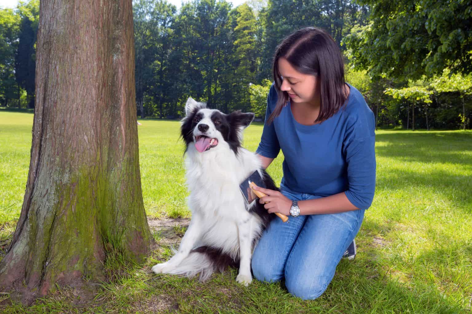 How to deal with your Border Collie shedding BorderCollieHealth