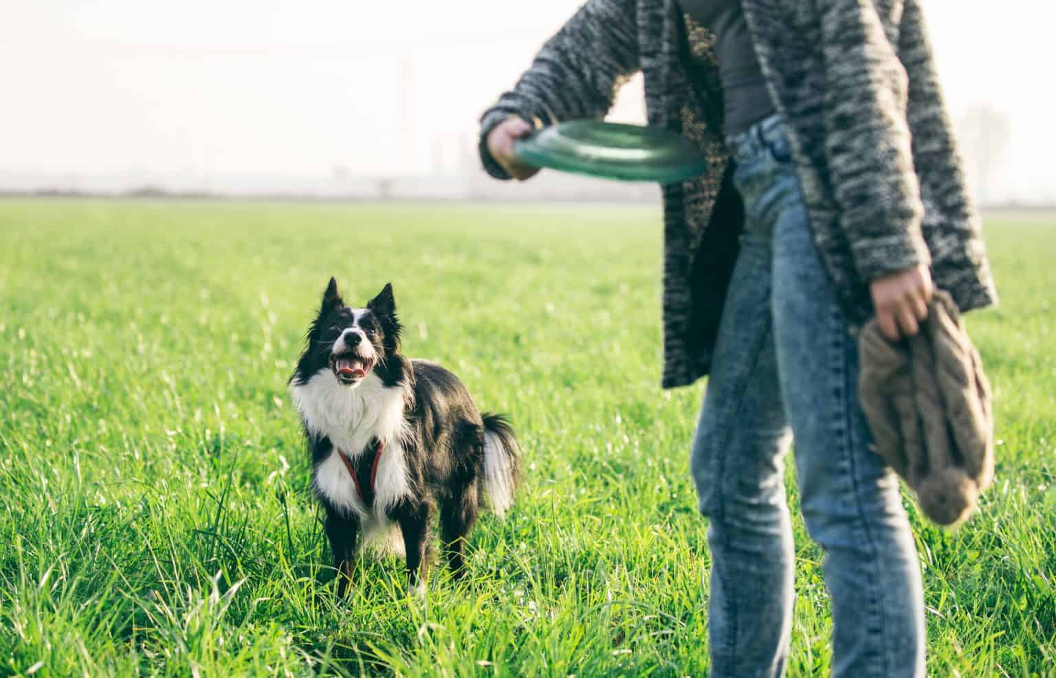 Facts you need to know about the Border Collie lifespan