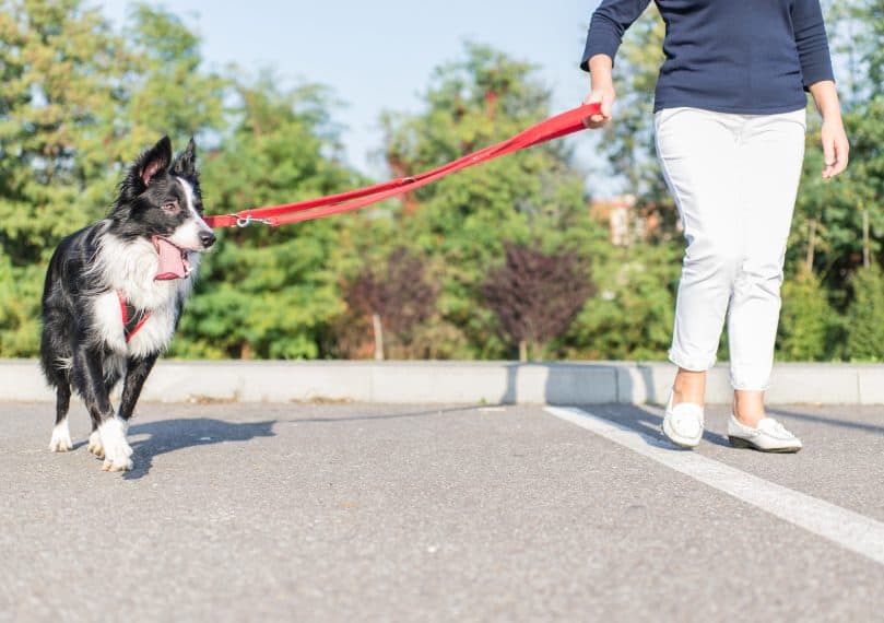 Your guide to the first steps of Border Collie training
