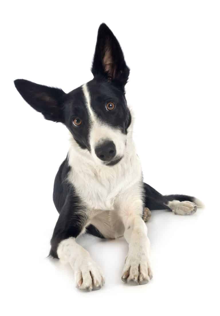 Rough & Smooth Coat Border Collies What you need to know