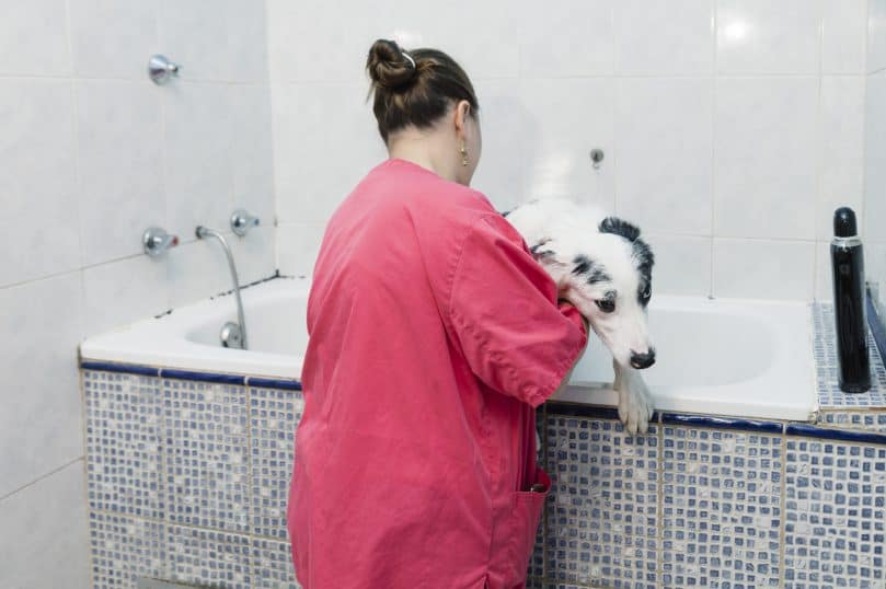 How to deal with your Border Collie shedding BorderCollieHealth