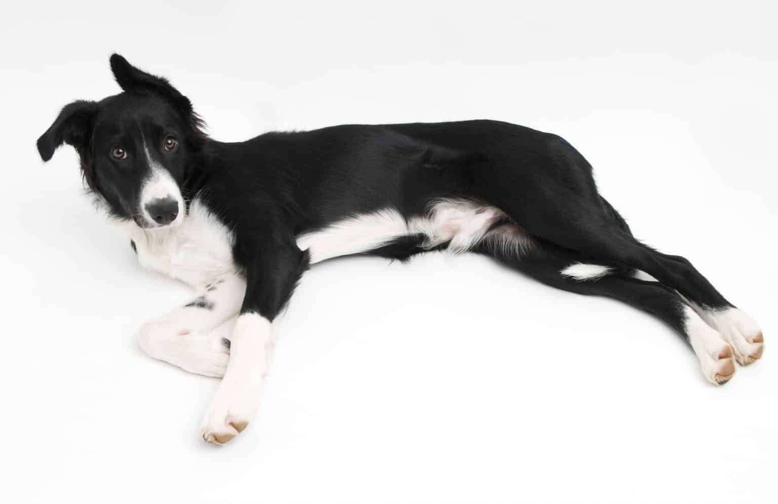 Rough & Smooth Coat Border Collies What you need to know BorderCollieHealth