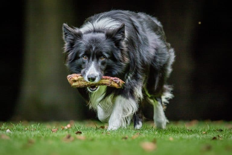 What is the best dog food for feeding Border Collies? BorderCollieHealth