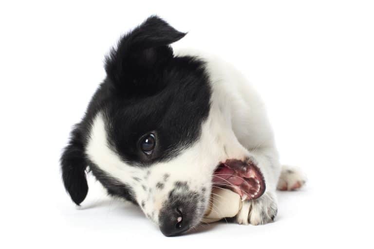 What is the best dog food for feeding Border Collies? BorderCollieHealth