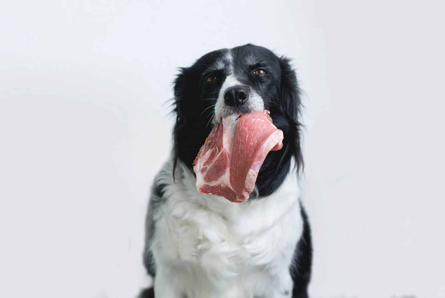 What is the best dog food for feeding Border Collies? BorderCollieHealth