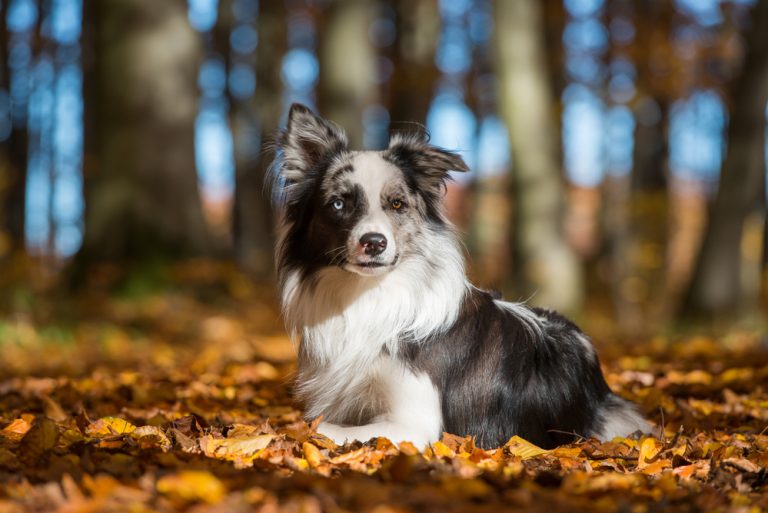 150+ Most Popular Border Collie Names for Your Smart Pup