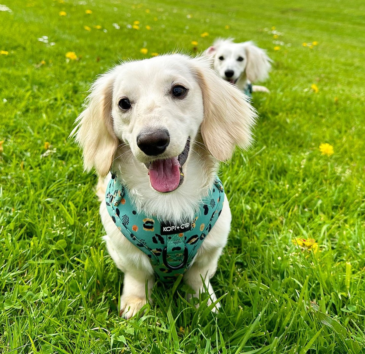 English Cream Dachshund: A Comprehensive Guide - BorderCollieHealth