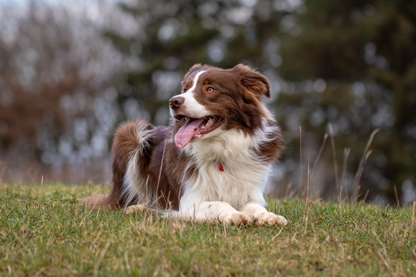 150+ Most Popular Border Collie Names for Your Smart Pup